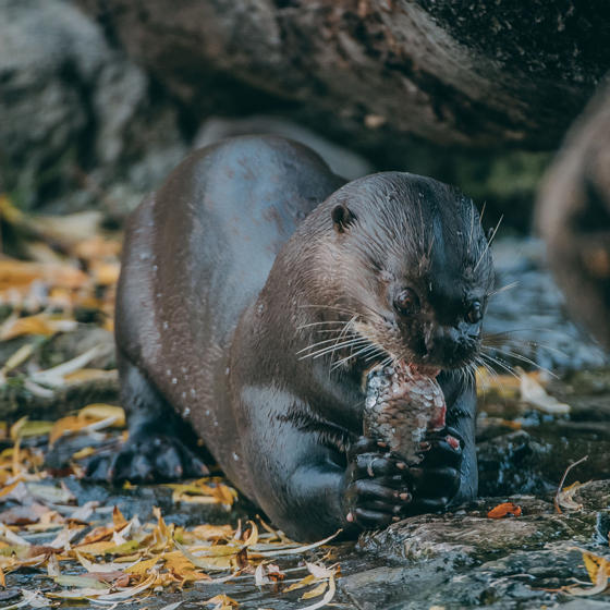 Giant Otter 4