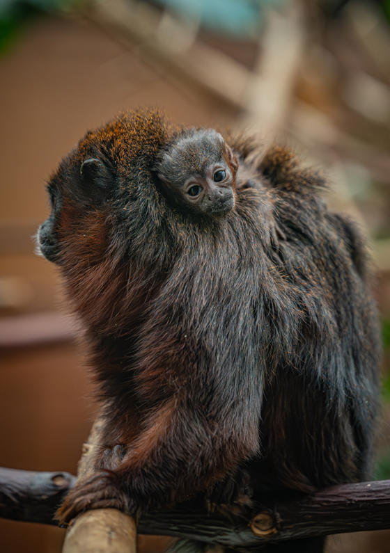 A Rare Coppery Titi Monkey Is The First Of Its Kind To Ever Be Born At Chester Zoo27