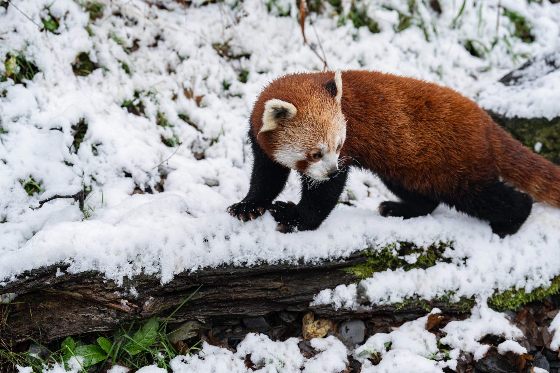 Copy Of Snow Day November 24 Red Panda2 (1)
