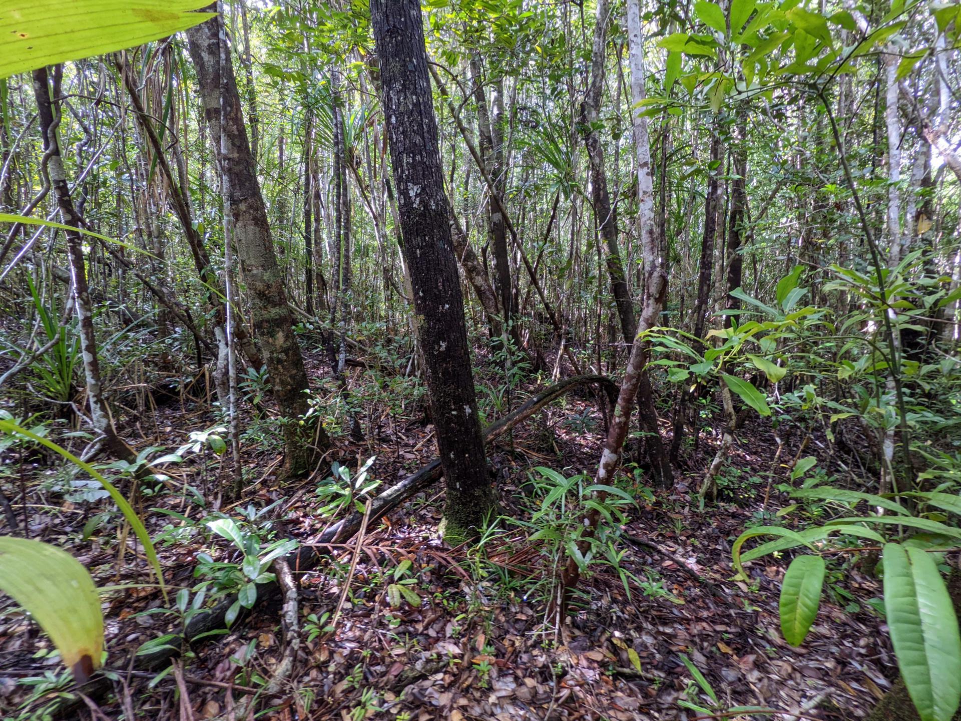 Agnalazaha Forest Depths