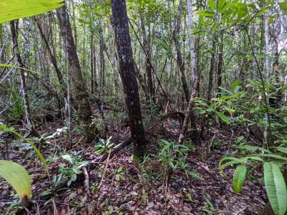 Agnalazaha Forest Depths