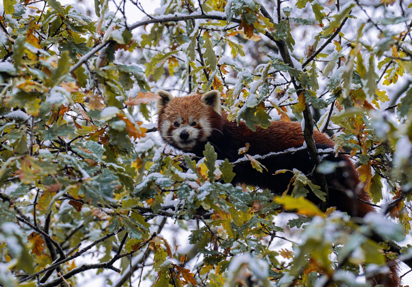 Snow Day November 24 Red Panda 13