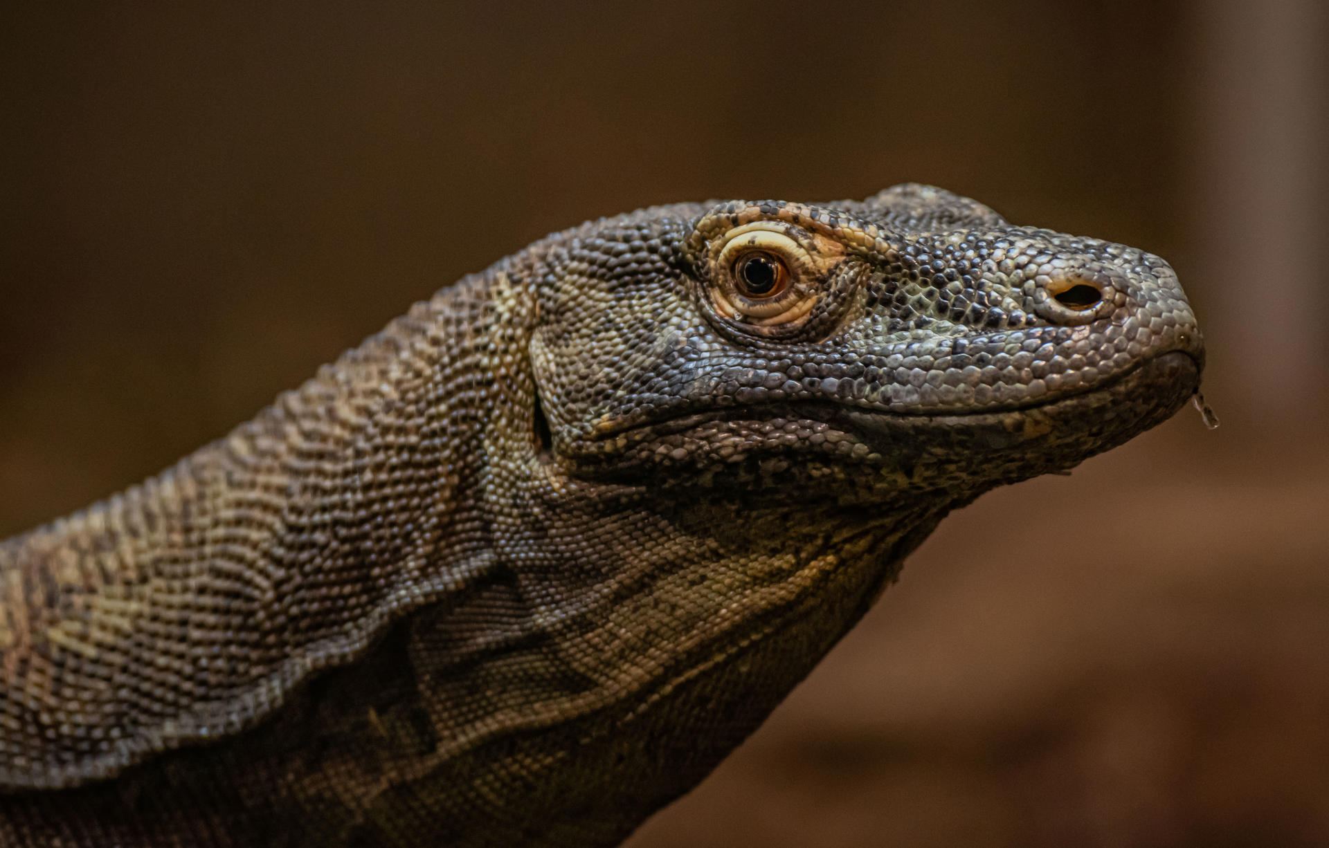 Komodo Dragon (4)