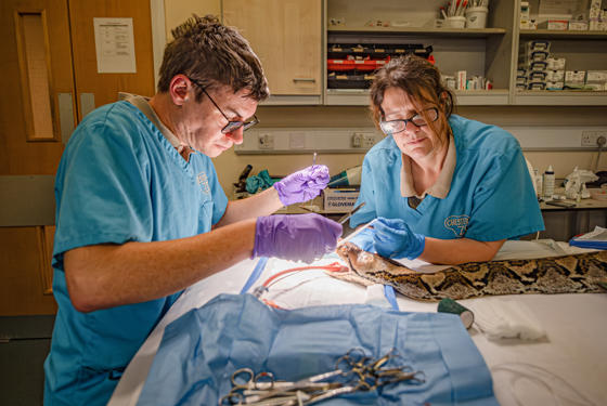 ‘World First’ Cancer Treatment Saves Python After Tumour Destroys Part Of Her Jaw (C) Chester Zoo (1)