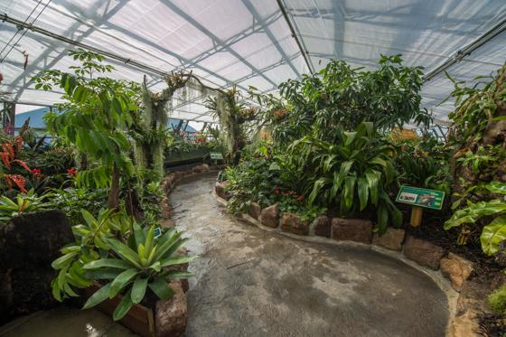 Plant Project 10