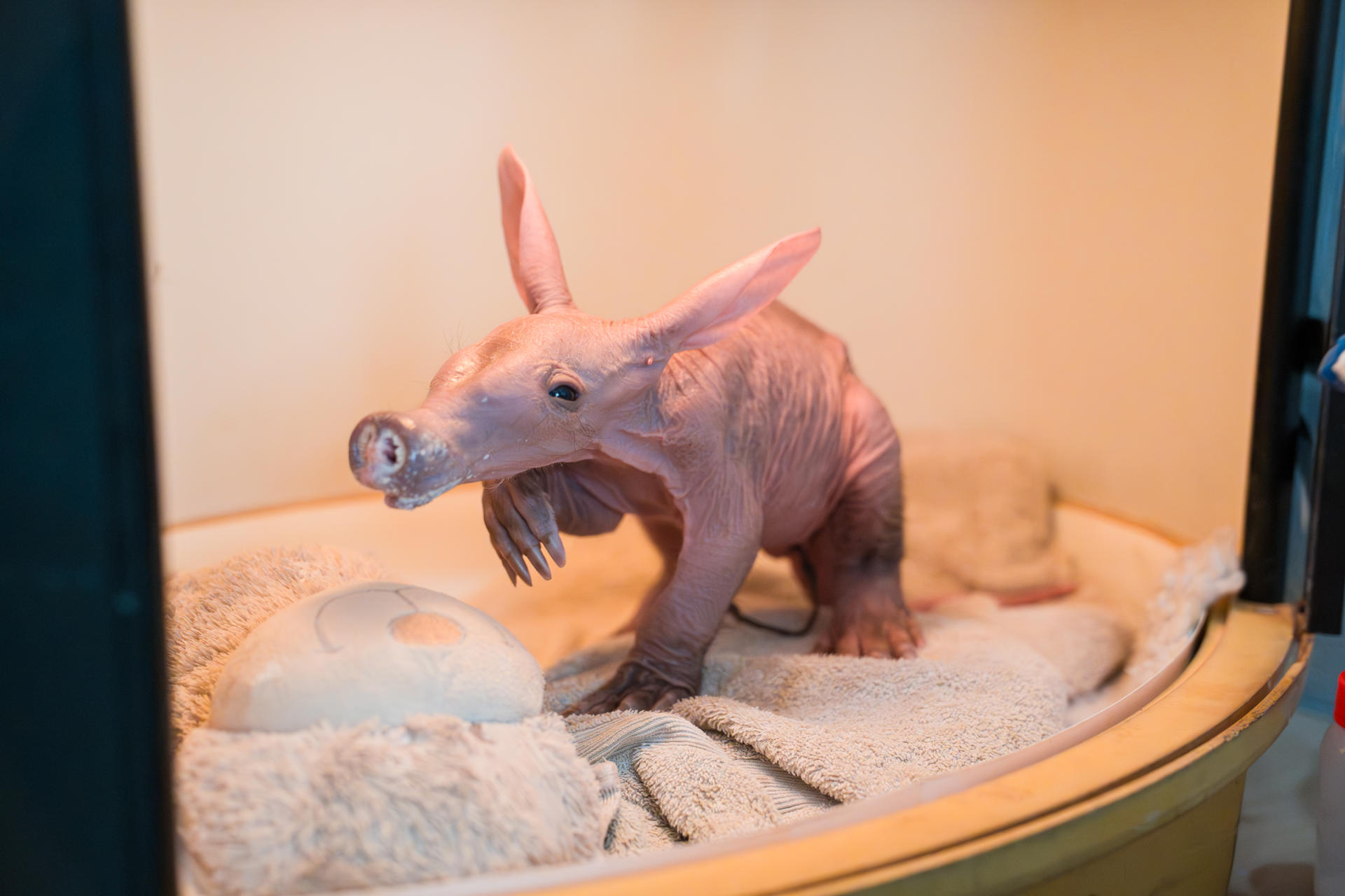 A Tiny Aardvark Calf, Affectionately Nicknamed Womble, Is Being Cared For By Conservationists At Chester Zoo After They Stepped In To Help Raise The Youngster. 8