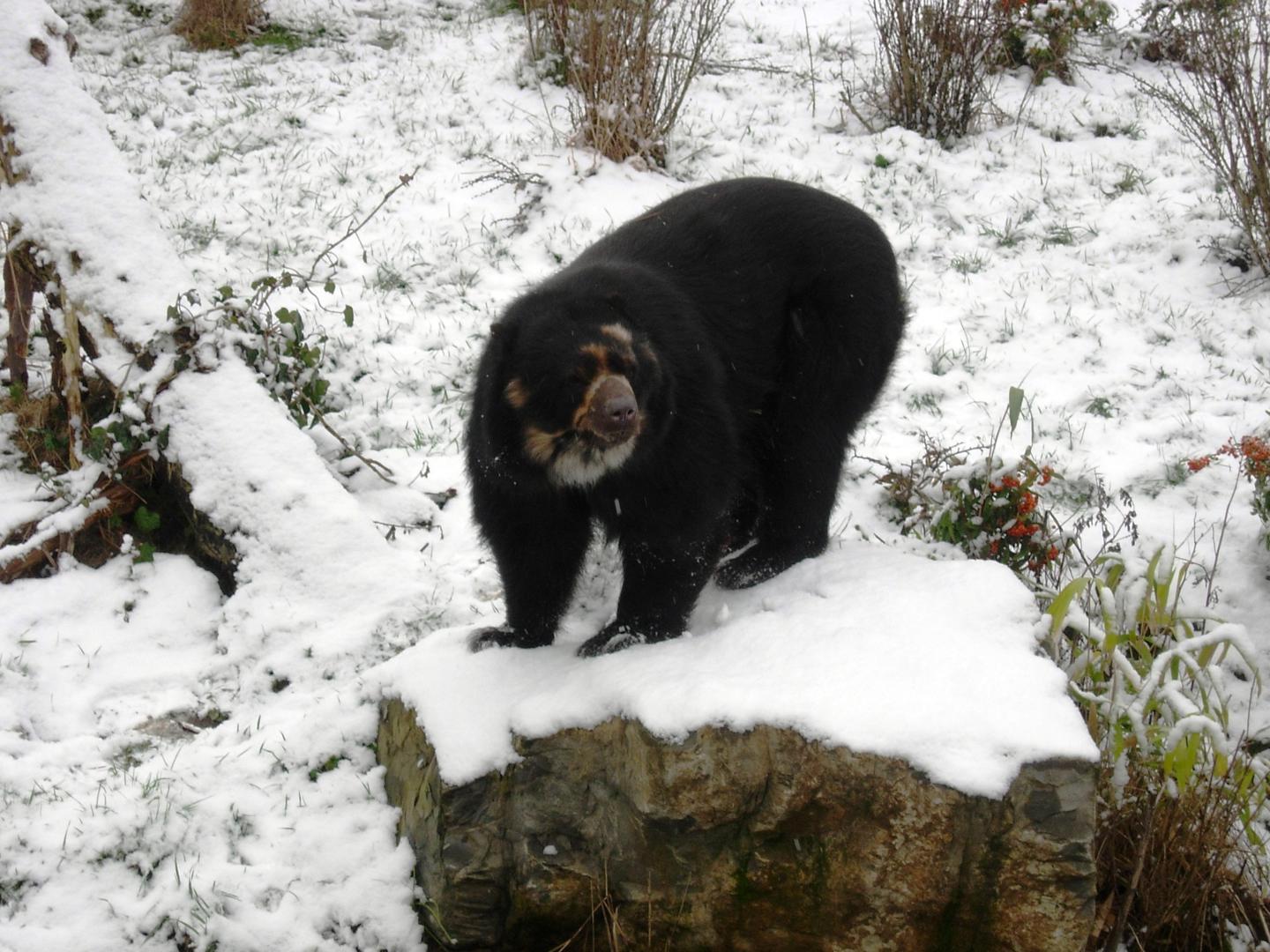Andean Bear In The Snow