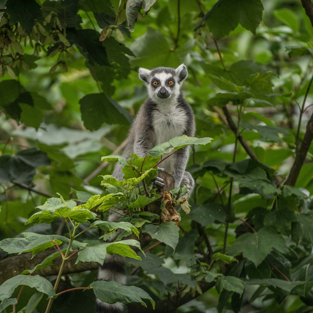 Ring-tailed lemur at Chester Zoo