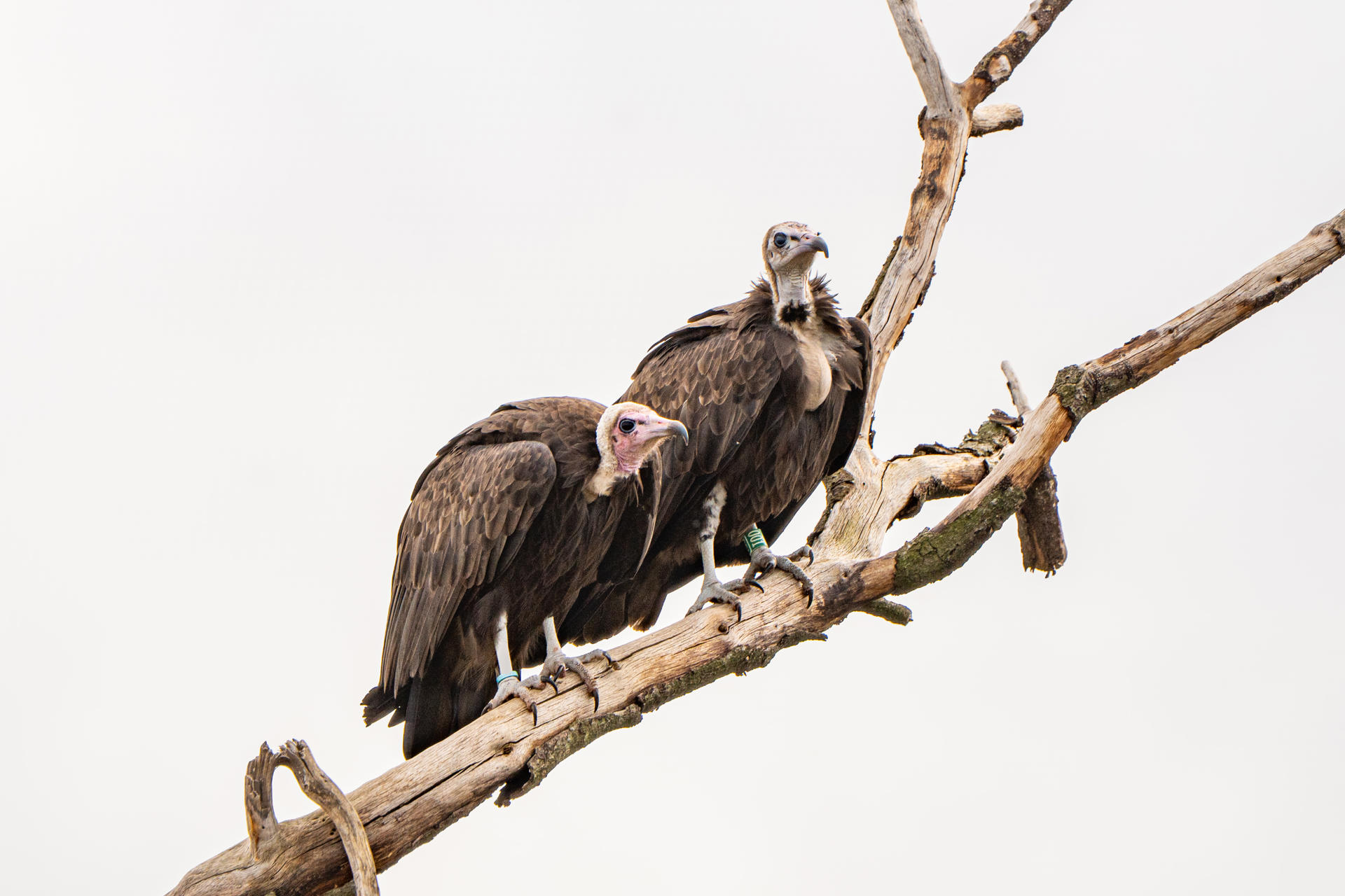 Hooded Vulture New Pair 2026 50