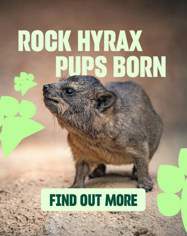 Rock Hyrax Carousel Card