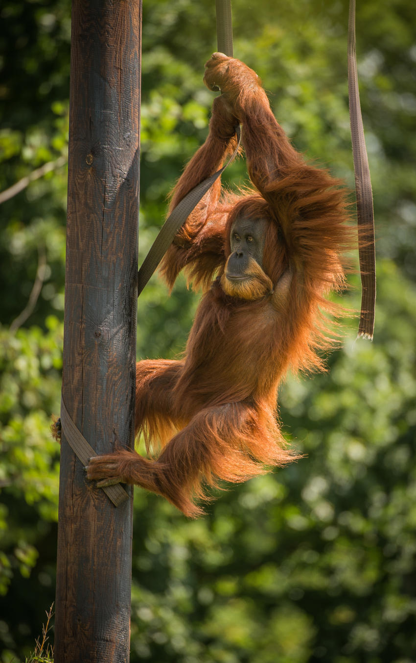 Afterglow Will Offer Guests The Unique Chance To Encounter The Zoo's 37,000 Animals During Golden Hour (1)