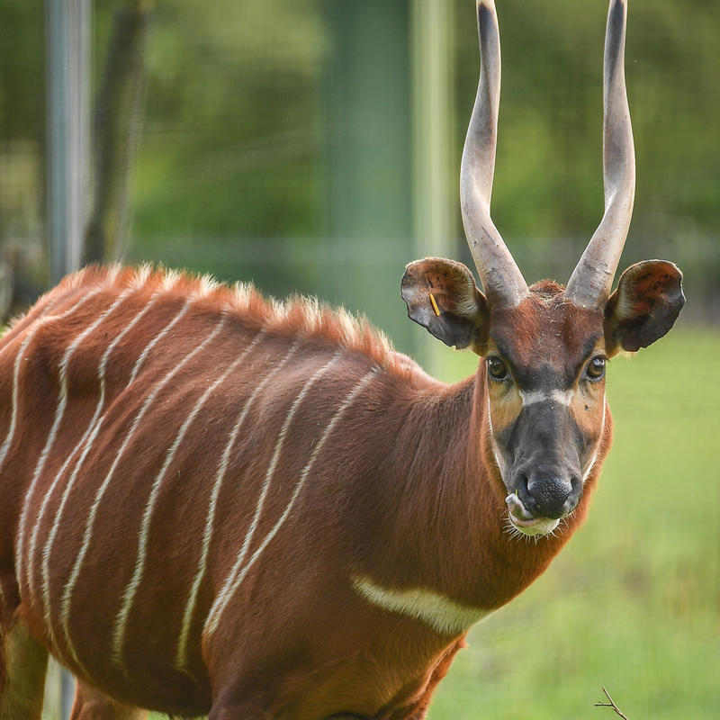 Eastern bongo at Chester Zoo