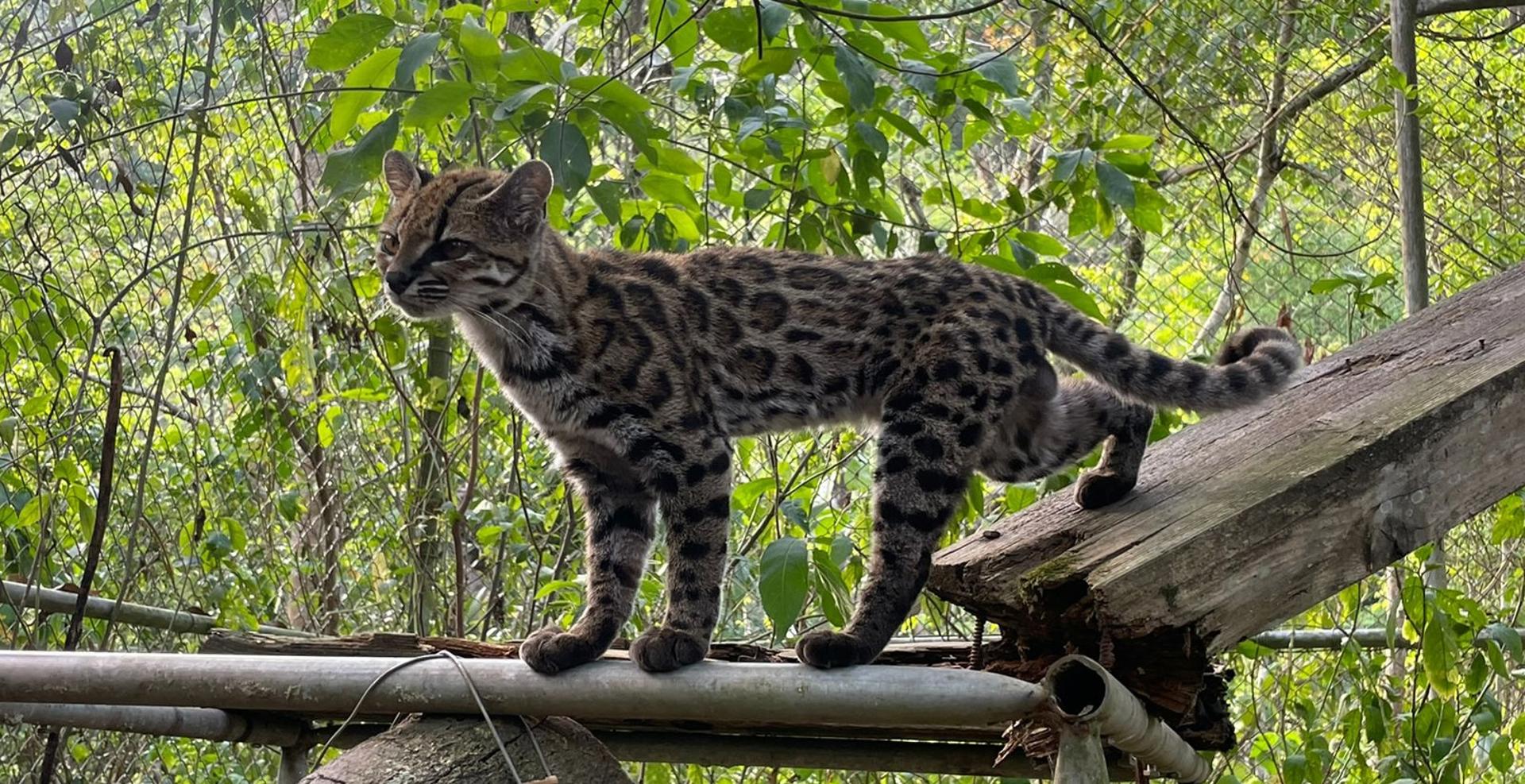 Photo shows a spotted cat standing on a bamboo construction. The cat is very cute and appears to be sniffing the air