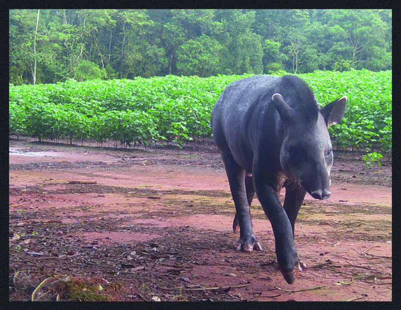 Tapir From LTCI Camera Traps (4)