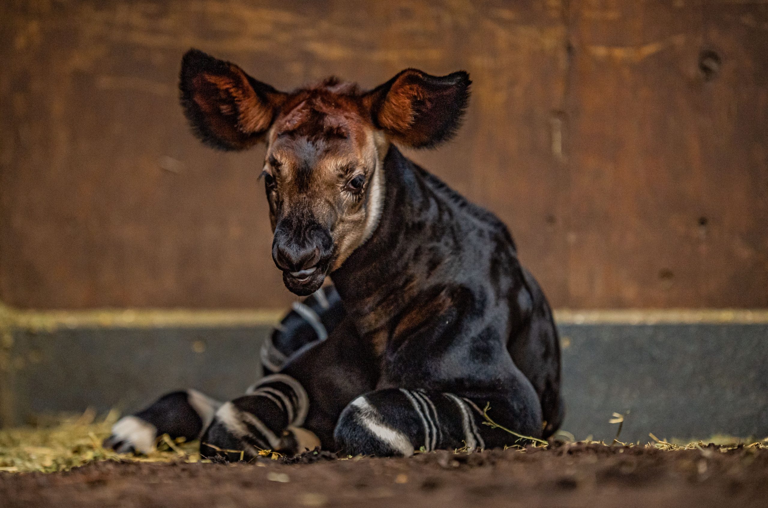 Endangered okapi calf born at the zoo! | Chester Zoo