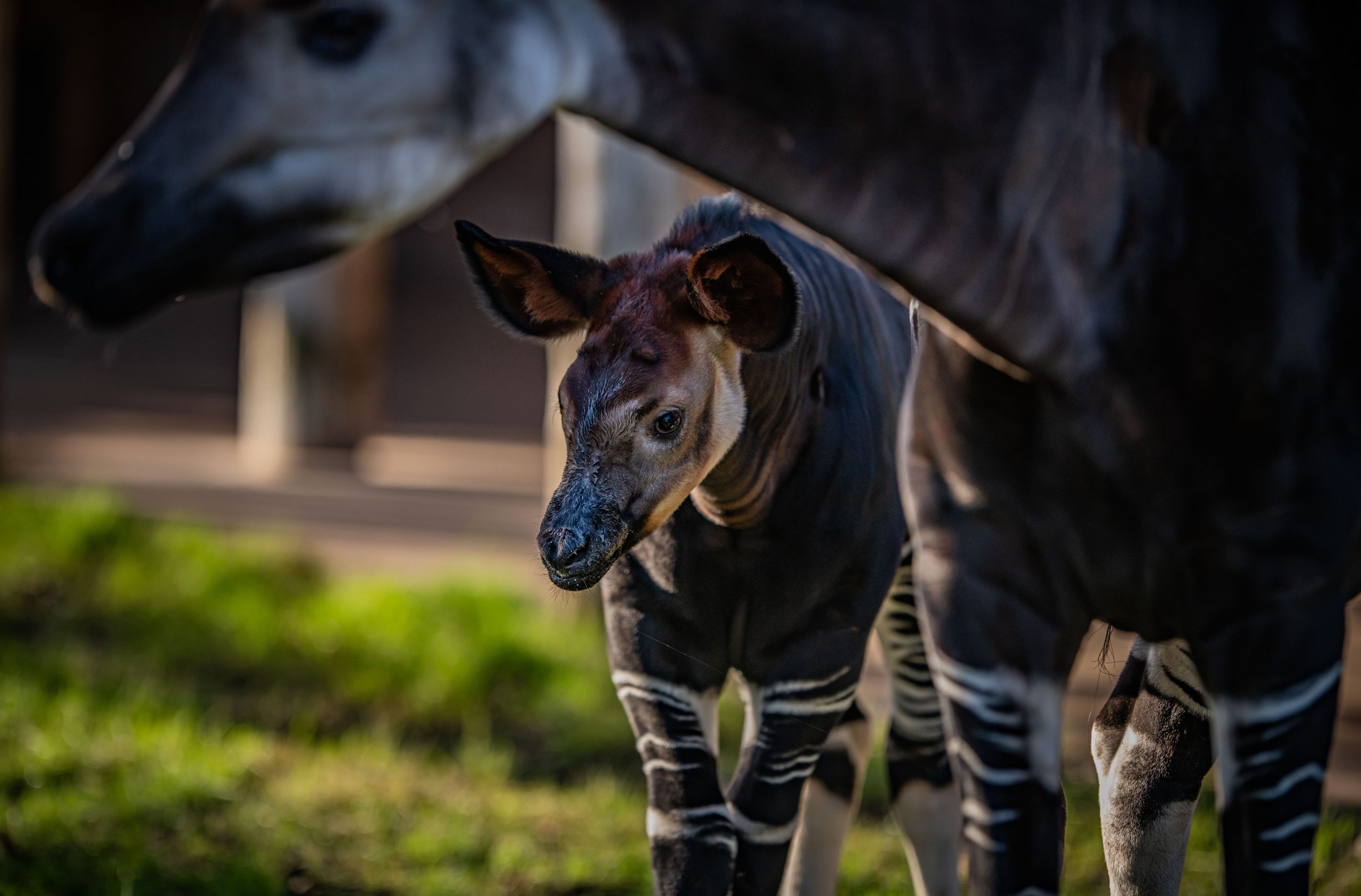 Endangered okapi calf born at the zoo! | Chester Zoo