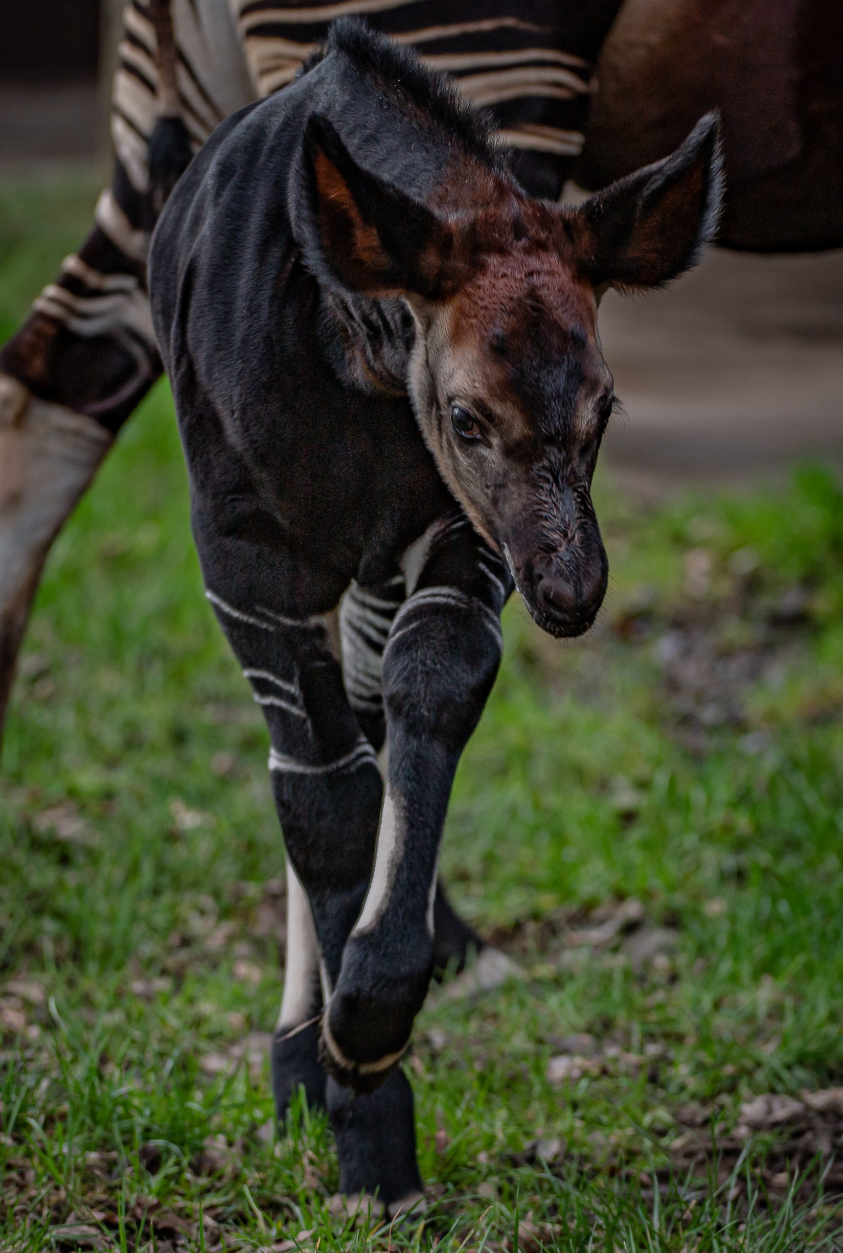 It's a girl! Rare okapi born! | Chester Zoo