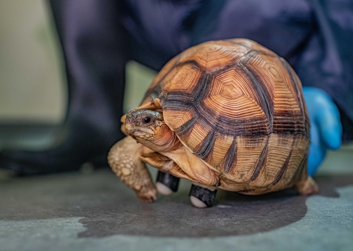Meet our new arrival Hope - the RAREST tortoise in the world! | Chester Zoo