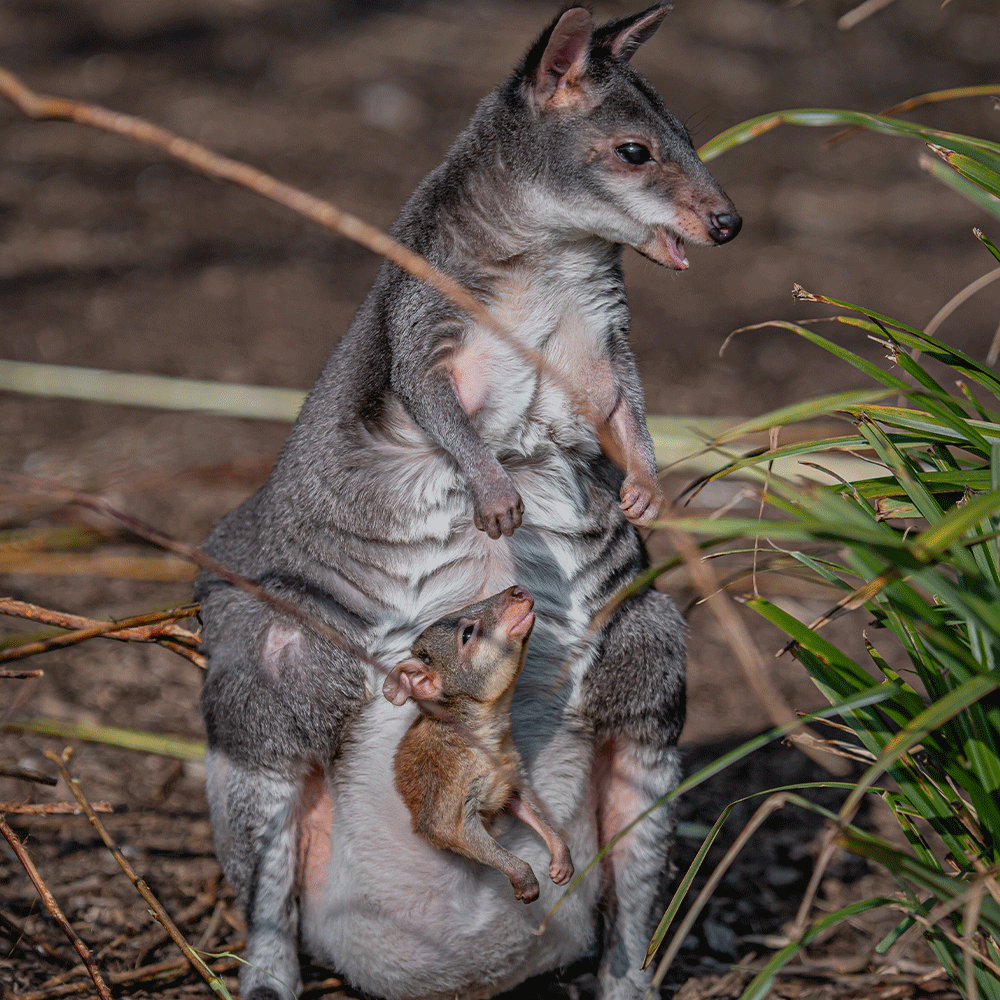 Pademelon joey born at the zoo! | Chester Zoo
