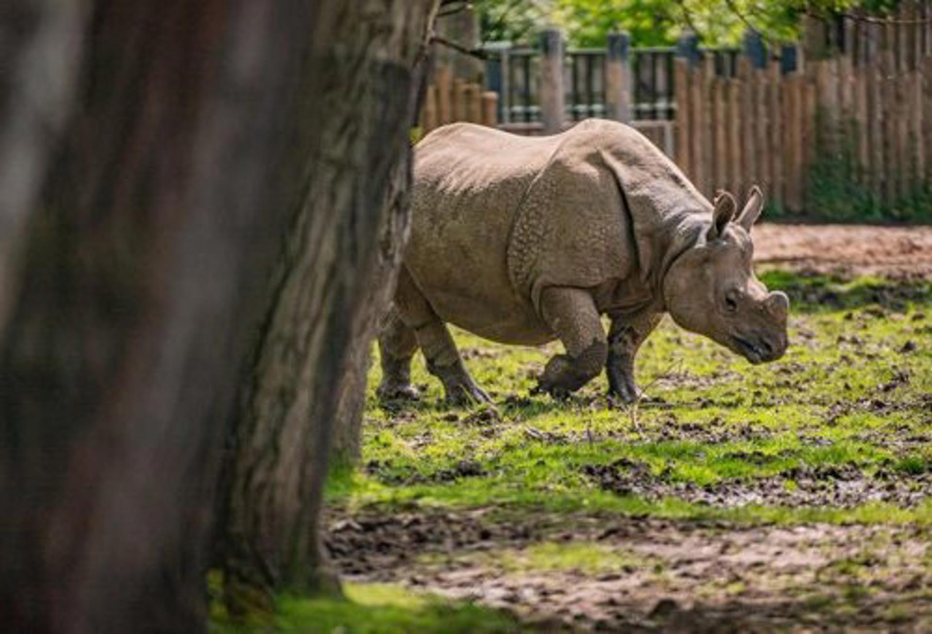 Greater One Horned Rhino 5