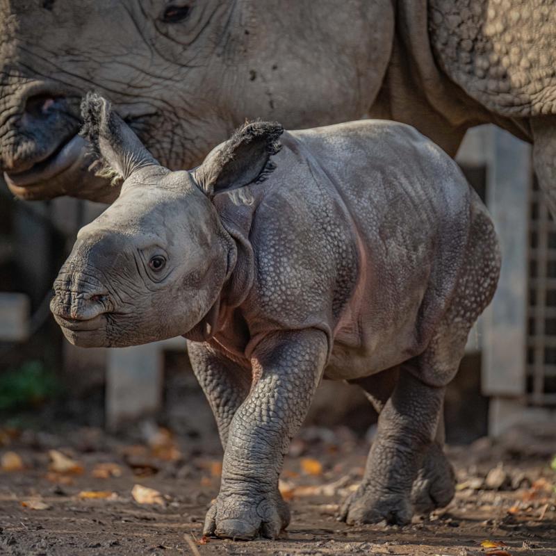 Greater one-horned rhino baby at Chester Zoo