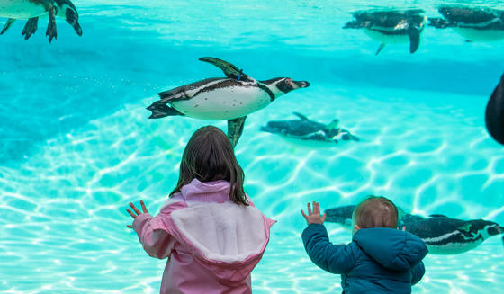 A Young Girl And Boy Looking Into The Glass Of The Penguin Pool